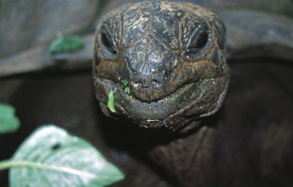 Giant tortoise on Chapwani Island near Zanzibar, Tanzania, Africa, June 2000, vintage, retro, old, historic