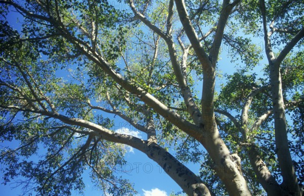 Sycamore (Ficus sycomorus) in Zimbabwe, Africa, June 2000, vintage, retro, old, historic