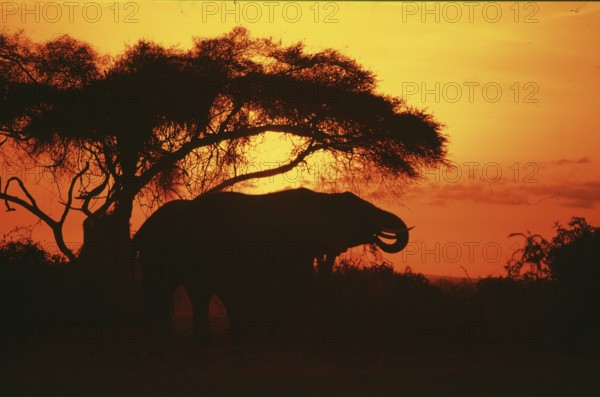 Elephant at sunrise in Amboseli National Park, orange filter, Kenya, Africa, June 2000, vintage, retro, old, historic