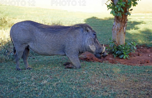 Warthog (Phacochoerus aethiopicus) in Victoria Falls, Zimbabwe, Africa, June 2000, vintage, retro, old, historic