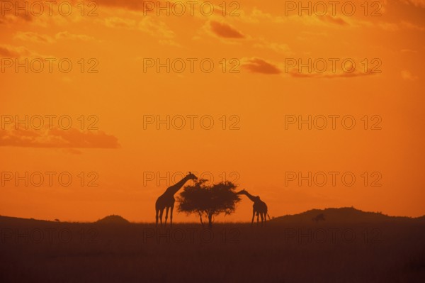 Silhouettes of two giraffes eating from a tree, orange filter, Serengeti, Tanzania, Africa, June 2000, vintage, retro, old, historic