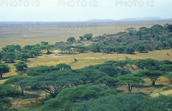 Serengeti, Tanzania, Africa, June 2000, vintage, retro, old, historic