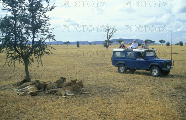 Safari participants watch lions in Serengeti, Tanzania, Africa, June 2000, vintage, retro, old, historic