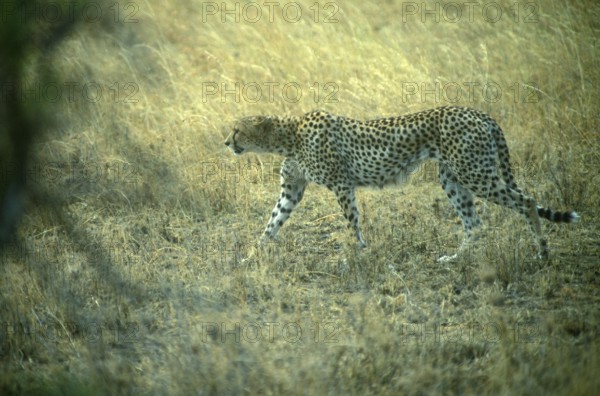 Cheetah (Acinonyx jubatus) in the Serengeti, Tanzania, Africa, June 2000, vintage, retro, old, historical