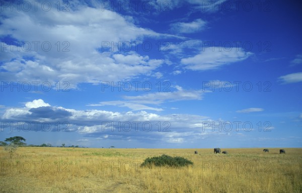 Herd of elephants (Loxodonta africana) in the Serengeti, Tanzania, Africa, June 2000, vintage, retro, old, historical