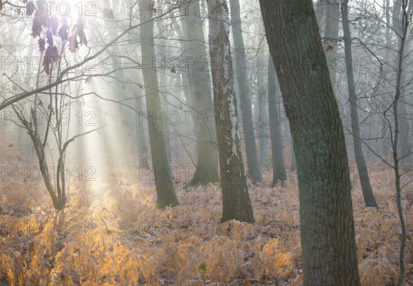 Sunlight in foggy forest, dead, yellow fern fronds, bright, autumnal, autumn leaves, morning light, trees and old fern, sun rays, shimmering, natural forest with copper beech (Fagus sylvatica), English oak (Quercus robur), birch (Betulus), bracken fern (Pteridium aquilinum), warm colours, mysterious, mystical, atmosphere, fog, misty, stillness, landscape, mood, hazy, rays of light, haze, light mood, nature, autumn, nature conservation, nature reserve, Lüneburg, Lower Saxony, Germany