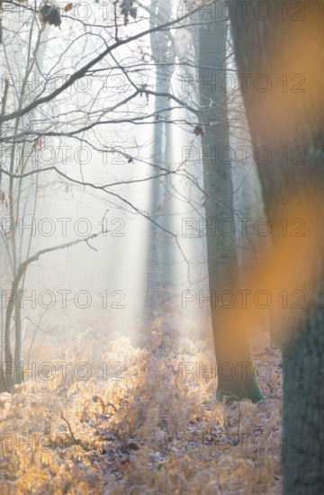 Sunlight in a misty forest, dead, yellow fern fronds, autumnal, bright, autumn leaves, morning light, tall trees and old ferns, sunbeams, mixed forest with copper beech (Fagus sylvatica), English oak (Quercus robur), bracken fern (Pteridium aquilinum), warm colours, mysterious, mystical, atmosphere, fog, misty, silence, landscape, mood, hazy, rays of light, haze, light mood, nature, beauty, autumn, nature conservation, nature reserve, FFH area Ilmenau, Lüneburg, Lower Saxony, Germany