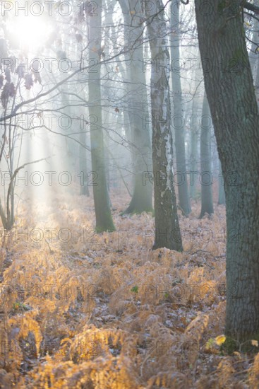 Sunlight breaks through the misty forest and illuminates dead, yellow fern fronds, autumn leaves, morning, trees and old fern, sunbeams, shimmering, mixed forest with copper beech (Fagus sylvatica), English oak (Quercus robur), birch (Betulus), bracken fern (Pteridium aquilinum), warm colours, mysterious, mystical, atmosphere, fog, misty, stillness, landscape, mood, hazy, rays of light, haze, light mood, nature, autumn, nature reserve, FFH area Ilmenau, Lüneburg, Lower Saxony, Germany