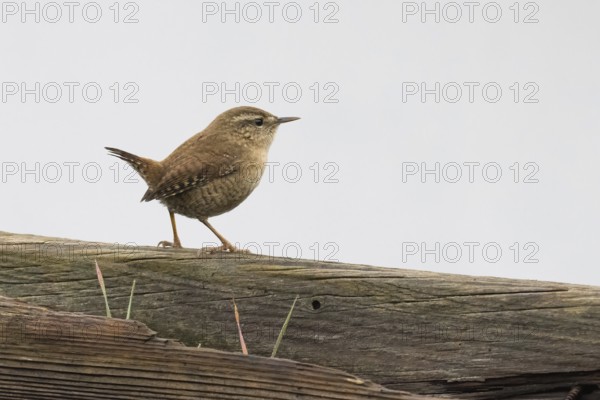 A wren (Troglodytes troglodytes) sitting on a wooden fence in a quiet neighbourhood, Hesse, Germany