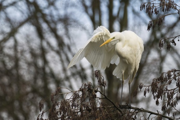 Great Egret (Ardea alba) in a tree grooming its feathers in a tranquil setting, Hesse, Germany