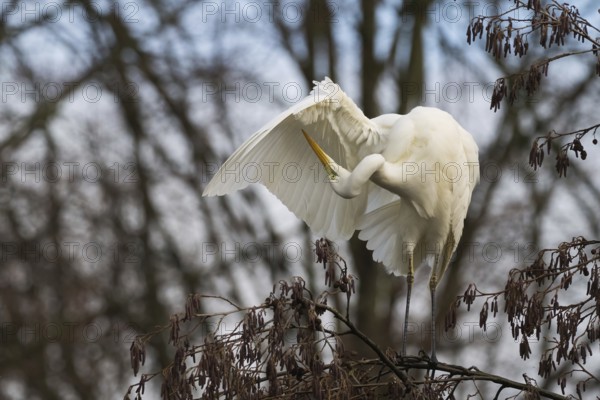 Great White Egret (Ardea alba) sitting in a tree and grooming its feathers in a quiet environment, Hesse, Germany