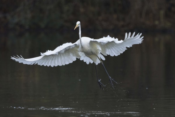 Great White Egret (Ardea alba) flying just above a body of water with outstretched wings, Hesse, Germany, Hesse, Germany