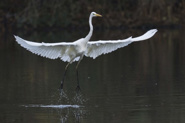 Great White Egret (Ardea alba) taking off from the water with large, outstretched wings, Hesse, Germany