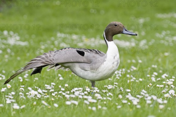 Pintail duck (Anas acuta) on a green meadow with daisies in spring, Hesse, Germany