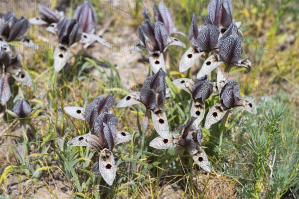 Purple and cream-coloured flowers with detailed petals in a summer meadow landscape, Iris (Iris acutiloba), Armenia