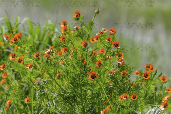 Vivid orange flowers bloom amidst green leaves in a meadowSummer Adonis aestivalis, also known as the blood-eyed, blood droplet, summer blood droplet, fire roses or little devil's eye, Armenia