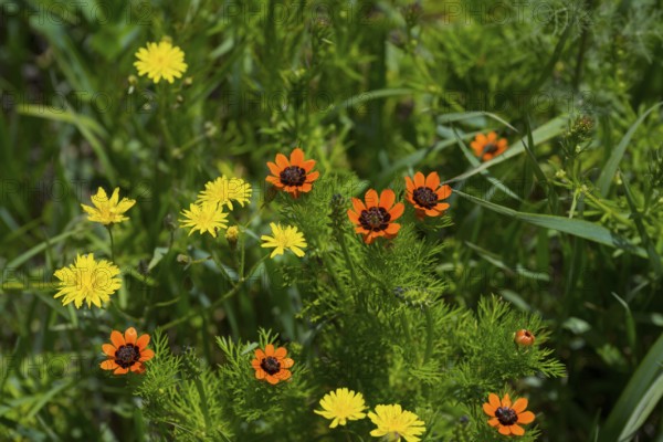 Vibrant yellow and orange flowers with lush green foliage in a spring meadow, cat's ear (Hypochaeris radicata) and summer adonis (Adonis aestivalis), also known as blood eye, blood droplet, summer blood droplet, fire roses or little devil's eye, Armenia
