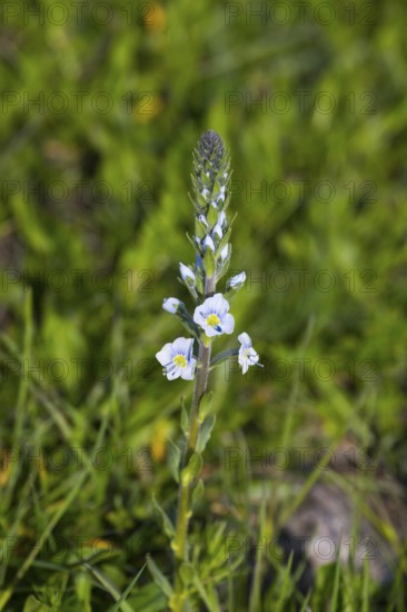 Close-up of a plant with delicate white flowers on a green meadow, gentian speedwell (Veronica gentianoides), Armenia