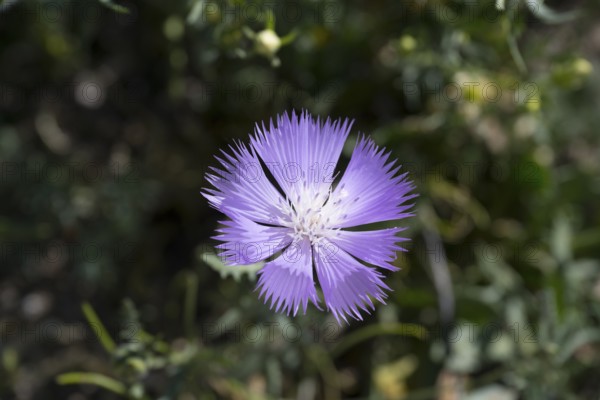 Close-up of a single purple flower with jagged petals in the sunshine, Amberboa moschata, Armenia