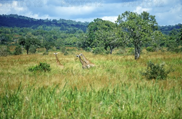 Giraffes in Mikumi National Park, Tanzania, Africa, June 2000, vintage, retro, old, historic