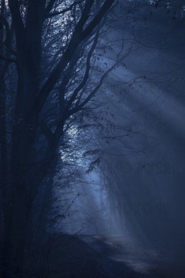 A dark forest in shades of blue with shadows and a mysterious, mystical atmosphere, fog, weak light, foggy, dark, cool, forest path, silence, frightening landscape, mood, hazy, light, path, light rays, mysterious, dark, dim, haze, twilight, moon, glow, night, tall trees, gnarled, creepy, dark, creepy, Halloween, lighting mood, nature, magic, season, horror symbol, phobia, nightmare, Lüneburg district, Lower Saxony, Germany