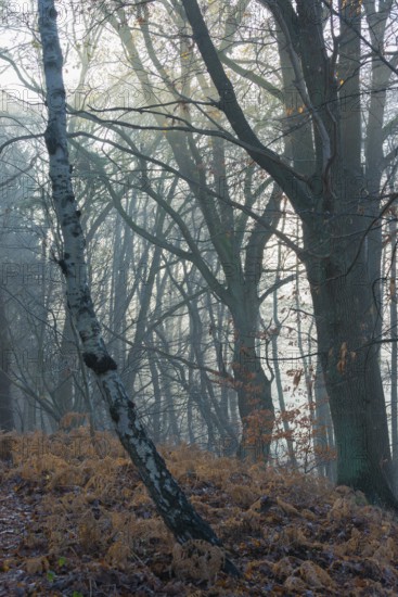 Foggy, cool forest with cold sunlight, tall trees, mixed forest, natural forest, copper beech (Fagus sylvatica) English oak (Quercus robur), birch (Betula) and hornbeam (Carpinus betulus), dead bracken fern (Pteridium aquilinum) and autumn leaves on the forest floor, cool colours, grey, mysterious, mystical, atmosphere, fog, misty, gloomy, landscape, mood, haze, spooky, light mood, nature, autumn, fear, nature conservation, nature reserve, FFH area Ilmenau, Lüneburg, Lower Saxony, Germany