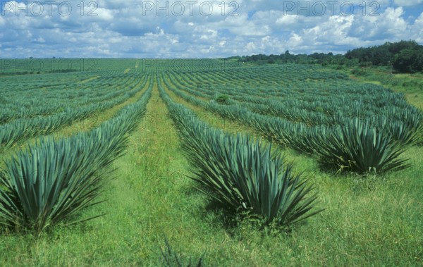 Sisal plantation, Tanzania, Africa, June 2000, vintage, retro, old, historic