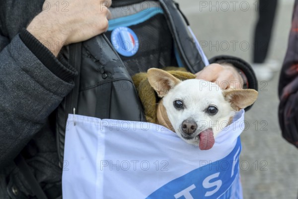 Scientist for Future dog with tongue out at Fridays for Future rally on 10 years of Paris Agreement and 7 years of Fridays for Future. Pariser Platz, Berlin, 12.12.2025