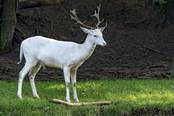 White shovel deer, fallow deer (dama dama), young animal, calf, white fur due to leucism gene mutation, no albino, male with antlers on a meadow at the edge of a forest, Vogelsberg, Büdingen Wildlife Park, Wetterau, Hesse, Germany