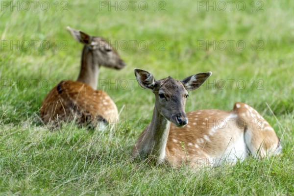 Dams (dama dama) Bald deer, hinds, resting on a meadow at the edge of the forest, Vogelsberg, Büdingen Game Park, Wetterau, Hesse, Germany