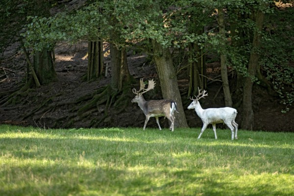 White shovel deer, fallow deer (dama dama), young animal, white fur due to leucism gene mutation, no albino, with adult spotted fallow deer, male with antlers in a meadow at the edge of the forest, Vogelsberg, Büdingen Wildlife Park, Wetterau, Hesse, Germany