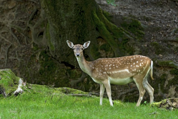 Damson (dama dama), adult doe, bare deer, eating grass, grazing on a meadow in a forest clearing, Vogelsberg, Büdingen Game Park, Wetterau, Hesse, Germany
