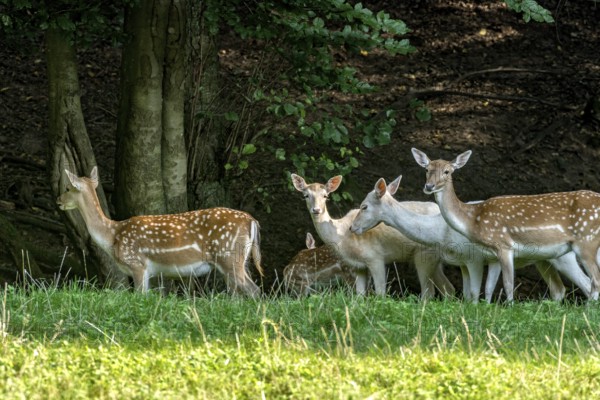 Herd of damas (dama dama) Bald deer, hinds, coloured, spotted and white due to leucism gene mutation, eating grass, grazing on a meadow in a clearing at the edge of a forest, Vogelsberg, Büdingen Wildlife Park, Wetterau, Hesse, Germany