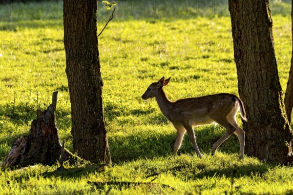 Damson (dama dama), doe, hind, young animal, calf in a meadow at the edge of the forest in backlight, evening light, Vogelsberg, Wildpark Büdingen, Wetterau, Hesse, Germany