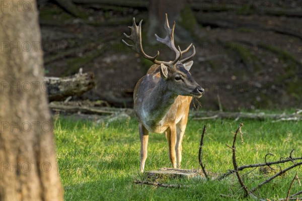 Fallow deer (dama dama), shovel deer, male, deer in a meadow at the edge of the forest, Vogelsberg, Büdingen Wildlife Park, Wetterau, Hesse, Germany