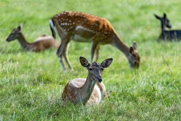 Herd of dams (dama dama) Bald deer, hinds, resting and grazing on a meadow at the edge of the forest, Vogelsberg, Büdingen Wildlife Park, Wetterau, Hesse, Germany