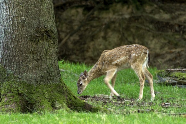 Damson (dama dama), doe, wild deer, young animal, calf eating grass, grazing on a meadow in a forest clearing, Vogelsberg, Büdingen Wildlife Park, Wetterau, Hesse, Germany