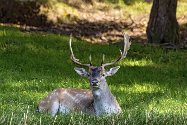 Fallow deer (dama dama), male, deer resting on a meadow at the edge of a forest, Vogelsberg, Büdingen Wildlife Park, Wetterau, Hesse, Germany