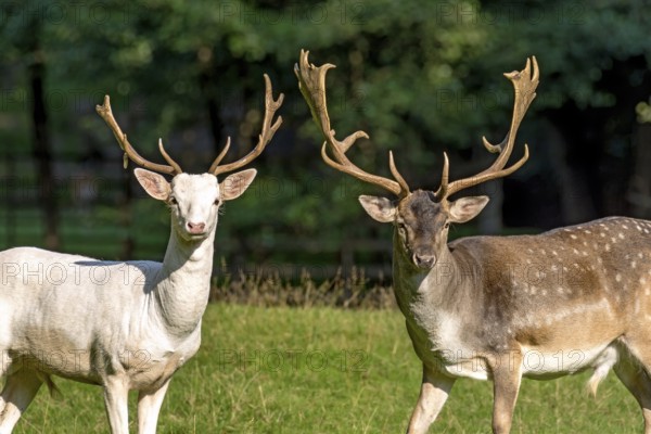 White shovel deer, fallow deer (dama dama), young animal, white fur due to leucism gene mutation, no albino, with adult fallow deer, male with antlers in a meadow at the edge of the forest, Vogelsberg, Büdingen Wildlife Park, Wetterau, Hesse, Germany