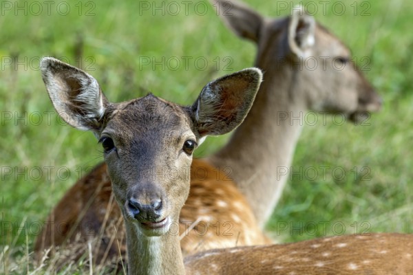 Damsels (dama dama) Bald deer, hinds, resting on a meadow at the edge of the forest, animal portrait, Vogelsberg, Büdingen Wildlife Park, Wetterau, Hesse, Germany