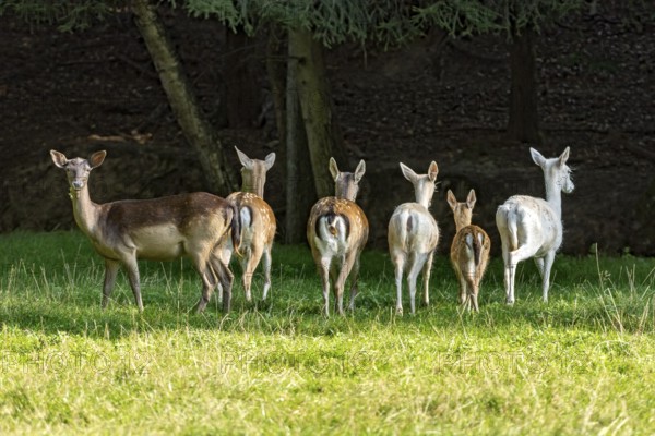 Herd of damas (dama dama), deer, coloured, spotted and white due to leucism gene mutation, running from the meadow of a forest clearing into the forest, rear view, mirror, Vogelsberg, Büdingen Game Park, Wetterau, Hesse, Germany