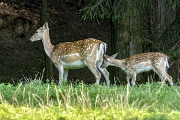 Damson (dama dama), adult, doe, wild deer with young, calf, grazing on a meadow in a clearing at the edge of a forest, Vogelsberg, Büdingen Game Park, Wetterau, Hesse, Germany