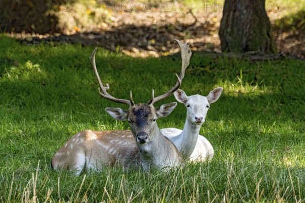 Fallow deer (dama dama), male, stag and doe, white fur due to leucism gene mutation, no albino, resting in a meadow at the edge of the forest, Vogelsberg, Büdingen Wildlife Park, Wetterau, Hesse, Germany
