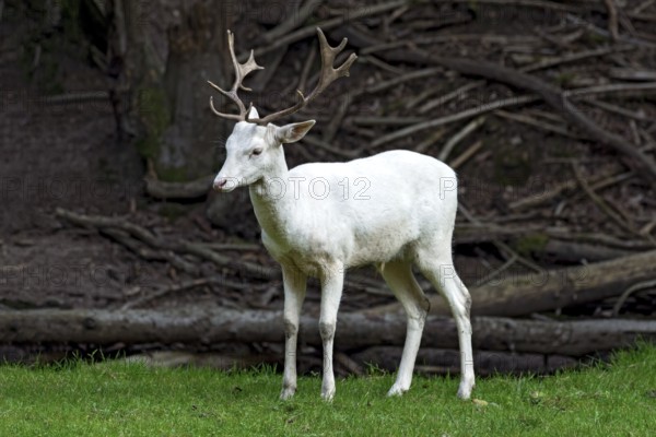 White shovel deer, fallow deer (dama dama), young animal, calf, white fur due to leucism gene mutation, no albino, male with antlers in a meadow at the edge of the forest, fallen and broken trees after strong storm, storm damage, Vogelsberg, Büdingen Game Park, Wetterau, Hesse, Germany