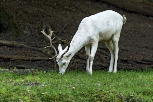 White shovel deer, fallow deer (dama dama), young animal, calf, white fur due to leucism gene mutation, no albino, male with antlers grazing in a meadow at the edge of the forest, Vogelsberg, Büdingen Game Park, Wetterau, Hesse, Germany
