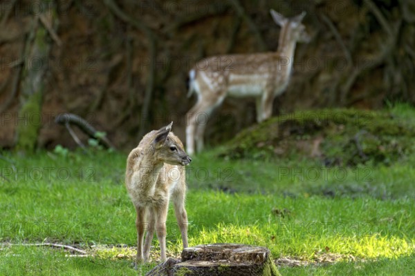 Damsels (dama dama), hind adult with young, calf, wild deer, on a meadow in a forest clearing, Vogelsberg, Büdingen Game Park, Wetterau, Hesse, Germany