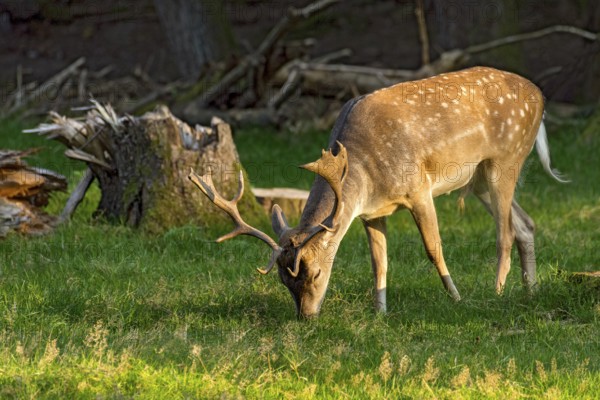 Fallow deer (dama dama), shovel deer, male, deer eating grass, grazing in a meadow at edge of forest, fallen and broken trees after heavy storm, storm damage, Vogelsberg, Büdingen Wildlife Park, Wetterau, Hesse, Germany