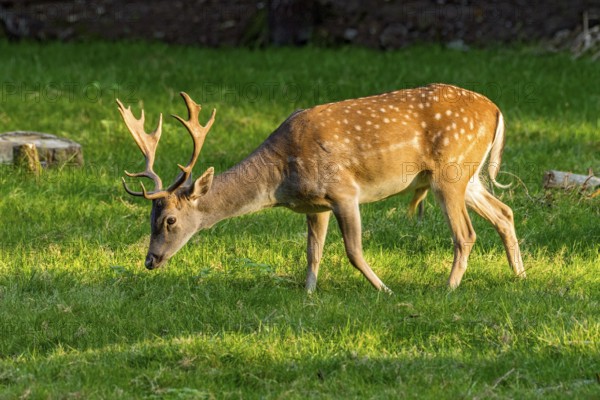 Fallow deer (dama dama), shovel deer, male, deer eating grass, grazing on a meadow at the edge of a forest, Vogelsberg, Büdingen Wildlife Park, Wetterau, Hesse, Germany
