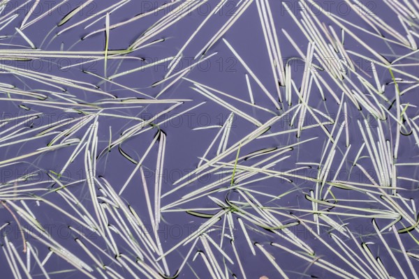 Glyceria fluitans (Glyceria fluitans), Emsland, Lower Saxony, Germany