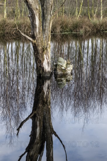 Moorland, Bargerveen, Drenthe, Netherlands